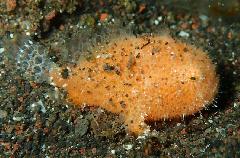 �����륢�󥳥��������꡼�󥷥�å� 2026-03-21 100002_1.jpg