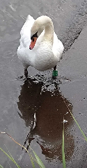 ꡼󥷥å 2025-07-21 100010_2.png