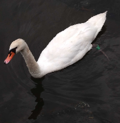 ꡼󥷥å 2025-08-12 065446.png