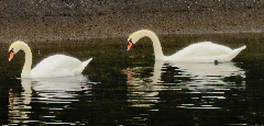 ꡼󥷥å 2025-10-07 113008.png