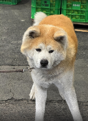 ꡼󥷥å 2025-10-07 233643.png