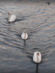 ꡼󥷥å 2025-11-04 020703.png