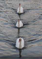 ꡼󥷥å 2025-11-04 020731.png