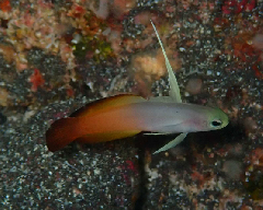 ꡼󥷥å 2025-11-04 020818.png