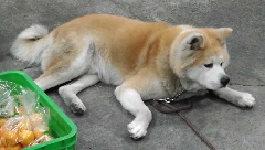 ꡼󥷥å 2025-11-04 021125.png