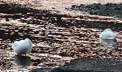 ꡼󥷥å 2025-12-01 024509.png