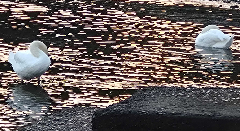 ꡼󥷥å 2025-12-01 024532.png