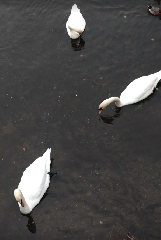 �����꡼�󥷥�å� 2025-12-22 193903.png