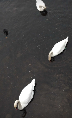 �����꡼�󥷥�å� 2025-12-22 193930.png