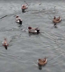 �����꡼�󥷥�å� 2025-12-22 194019.png