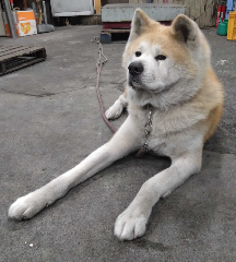 �����꡼�󥷥�å� 2025-12-22 225742.png