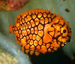 �����꡼�󥷥�å� 2026-03-21 225742.jpg