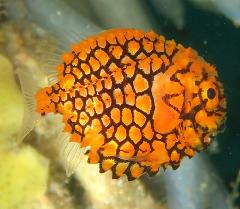 �����꡼�󥷥�å� 2026-03-21 225821.jpg