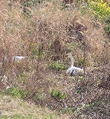 �����꡼�󥷥�å� 2026-03-21 233431_1.jpg