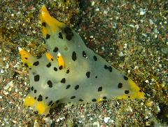 �ĥΥ��䥦�ߥ����������꡼�󥷥�å� 2026-03-21 092355.jpg