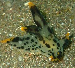 �ĥΥ��䥦�ߥ����������꡼�󥷥�å� 2026-03-21 092618.jpg