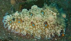 �ޥ��祦���ߥ����������꡼�󥷥�å� 2026-03-21 095315.jpg