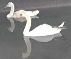 Ļ5꡼󥷥å 2025-07-21 172352.png