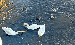 ��Ļ2�������꡼�󥷥�å� 2026-01-19 081037.png