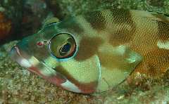 1_ϥ_꡼󥷥å 2025-11-03 093355.png