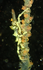 1_ܥХʥ_꡼󥷥å 2025-11-10 072504.png