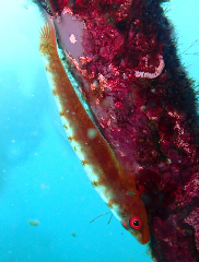 1_�������饹�ϥ��������꡼�󥷥�å� 2026-01-19 083304.png