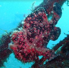 1_������󥫥��륢�󥳥��������꡼�󥷥�å� 2026-01-19 083211_1.png