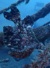 1_������󥫥��륢�󥳥�_�����꡼�󥷥�å� 2025-12-14 053916.png