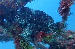 1_������󥫥��륢�󥳥�_�����꡼�󥷥�å� 2026-02-15 095343.png