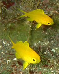 1_ͥ_꡼󥷥å 2025-11-03 093448.png