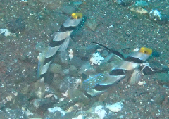 1_꡼󥷥å 2025-11-30 002308.png