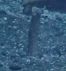 1_꡼󥷥å 2025-11-30 004106.png