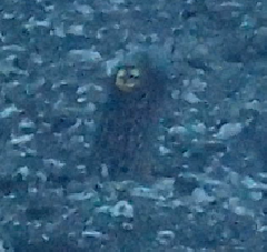 1_꡼󥷥å 2025-11-30 004141.png