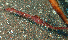 1_���ĥΥ��ȥ�_�����꡼�󥷥�å� 2025-12-21 064545_1.png