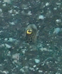 1_󥢥ʥ_꡼󥷥å 2025-11-03 092938.png