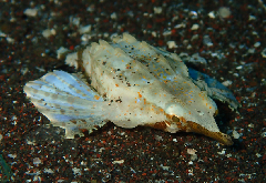 1_�ƥ󥰥Υ��ȥ���_�����꡼�󥷥�å� 2025-12-21 070208.png