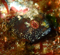 1_�ȥ����ޥ��������_�����꡼�󥷥�å� 2026-01-25 124921.png