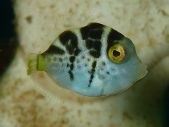 1_Υϥ_꡼󥷥å 2025-11-03 092729.png