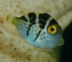 1_Υϥ_꡼󥷥å 2025-11-03 092835.png