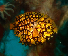 1_�ޥĥ��������������꡼�󥷥�å� 2026-01-19 083046.png