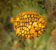 1_�ޥĥ�������_�����꡼�󥷥�å� 2026-02-15 095627.png