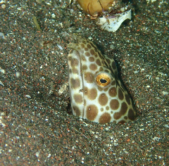 1_󥬥ɥ_꡼󥷥å 2025-11-03 093128.png