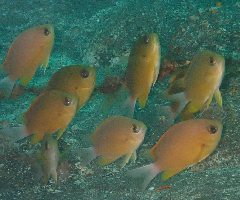 2_Ҥޤꤹ_꡼󥷥å 2025-11-03 093710.png