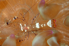 2_㥯_꡼󥷥å 2025-11-10 072813.png