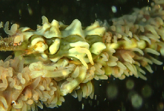 2_���ܥ����Хʥ���_�����꡼�󥷥�å� 2025-12-14 060037.png