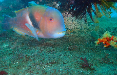 2_���顡�����꡼�󥷥�å� 2026-01-19 084003.png