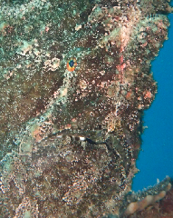 2_������󥫥��륢�󥳥�_�����꡼�󥷥�å� 2025-12-14 060241.png