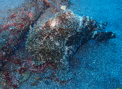 2_������󥫥��륢�󥳥�_�����꡼�󥷥�å� 2025-12-21 071409.png