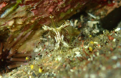 2_쥫쥨_꡼󥷥å 2025-11-10 073311.png