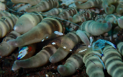 2_���ɥꥫ���쥨�ӡ������꡼�󥷥�å� 2026-01-19 083726.png